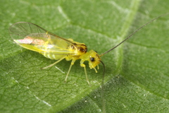 Stenopsocus stigmaticus