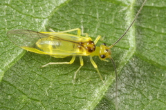 Stenopsocus stigmaticus
