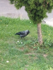 Corvus monedula