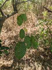 Carpinus betulus