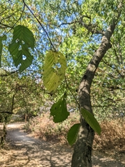 Carpinus betulus