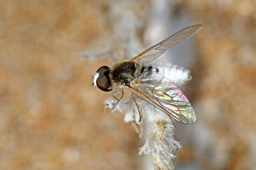 Desmatoneura nivea