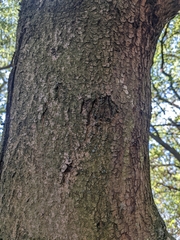 Carpinus betulus