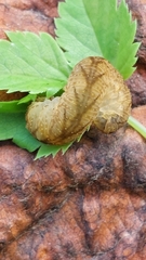 Tenthredo campestris