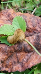 Tenthredo campestris