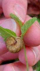 Tenthredo campestris