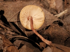 Lepiota neophana