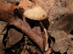 Lepiota neophana