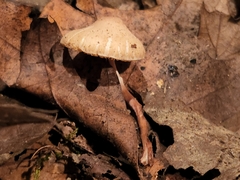 Lepiota neophana