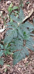 Dryopteris polita