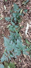 Dryopteris polita