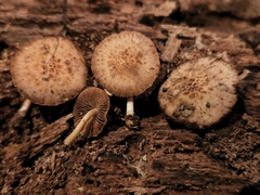 Cystoagaricus