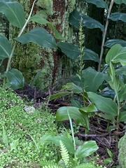 Platanthera pollostantha