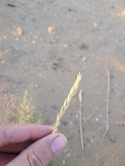 Agropyron desertorum