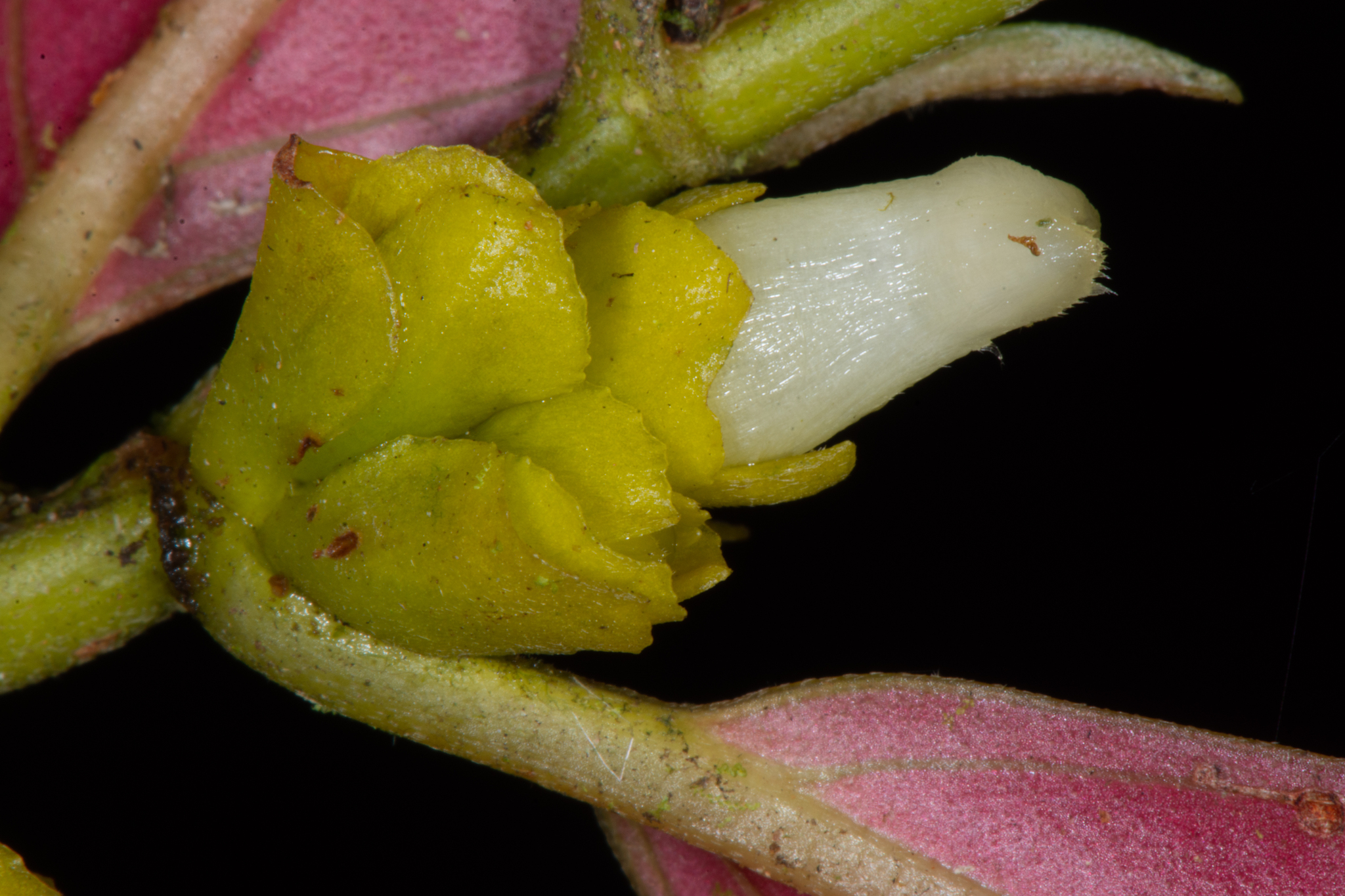 Columnea laevis