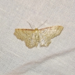 Idaea fuscovenosa