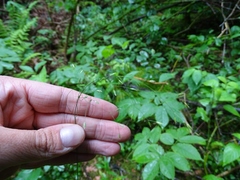 Poa saltuensis