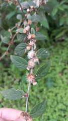 Lepidaploa chamissonis