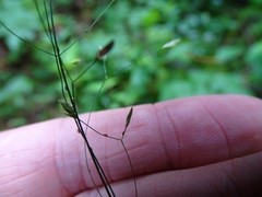 Poa saltuensis