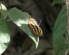Lasippa tiga siaka