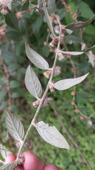 Lepidaploa chamissonis