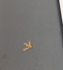 Phlebotominae