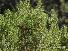 Phacellodomus striaticollis