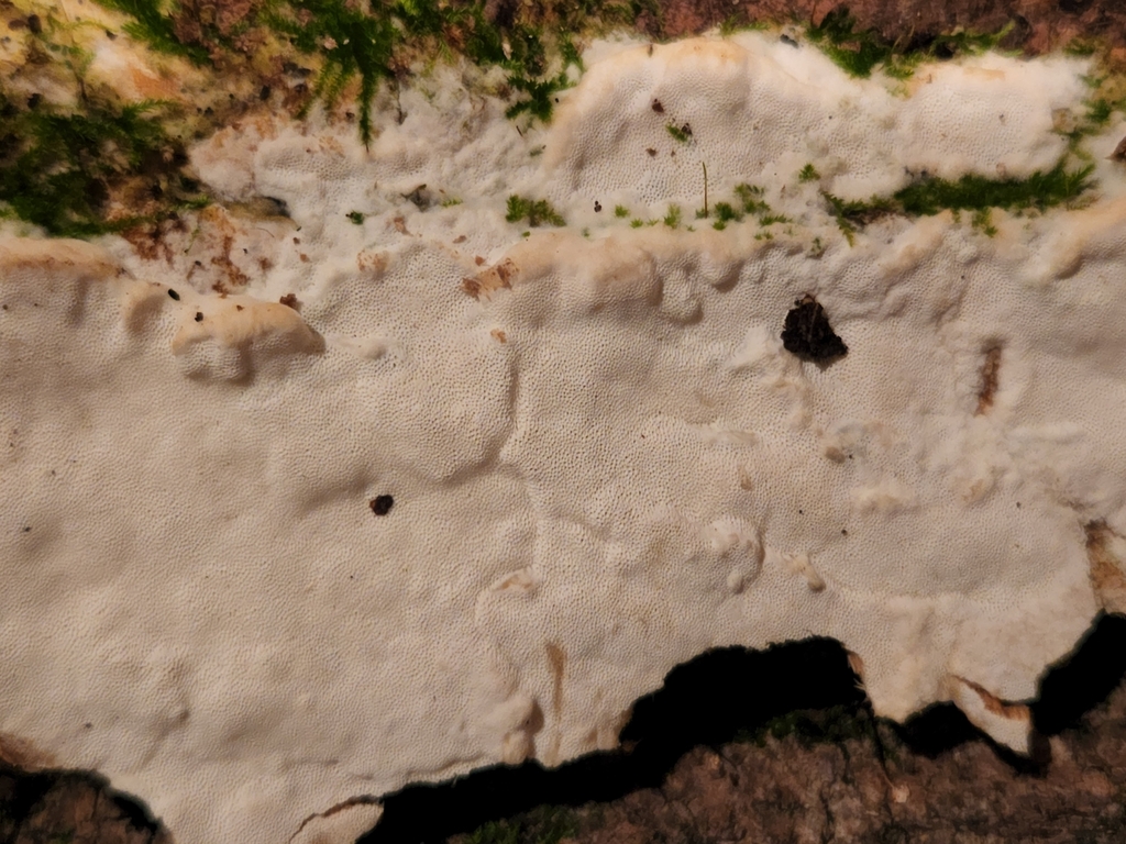 Rigidoporus sp. 'populinus-IN02'
