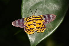 Dysphania subrepleta