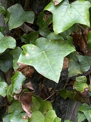Hedera azorica