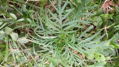 Maria-mole (Senecio brasiliensis)