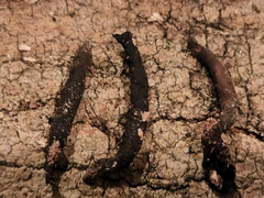 Xylaria corniformis