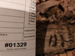 Xylaria corniformis