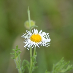 Erigeron delphinifolius