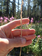 Elymus alaskanus