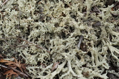Cladonia boryi