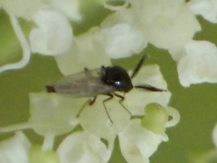 Forcipomyiinae