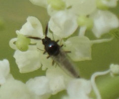 Forcipomyiinae