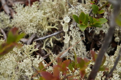 Cladonia boryi