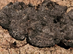 Kretzschmaria hedjaroudei