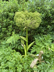 Angelica lignescens