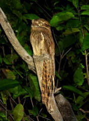 Nyctibius aethereus