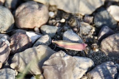 Oncocera semirubella