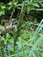 Platanthera pollostantha