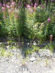 Elymus alaskanus