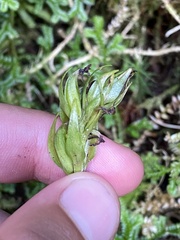Platanthera pollostantha