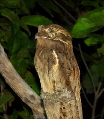 Nyctibius aethereus