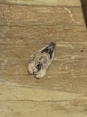 Olethreutes griseoalbana