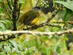 Phainoptila melanoxantha