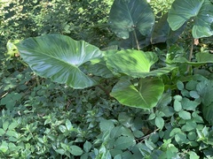 Philodendron grandipes
